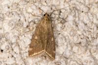 Loxostege sticticalis