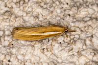 Agriphila tristella