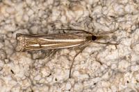 Ancylolomia tentaculella