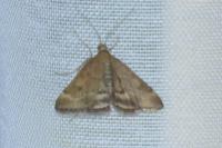 Pyrausta despicata