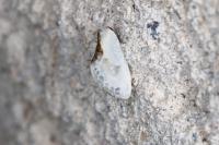 Cilix