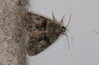 Cryphia algae