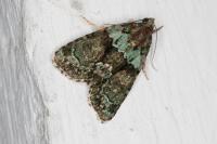 Cryphia algae