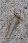 Eilema caniola
