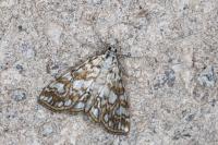 Elophila nymphaeata