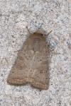 Hoplodrina ambigua
