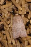 Hoplodrina ambigua