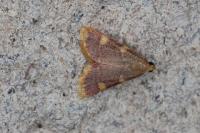 Hypsopygia costalis