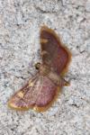 Hypsopygia costalis