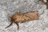 Triodia sylvina