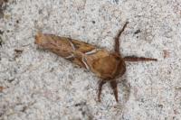 Triodia sylvina