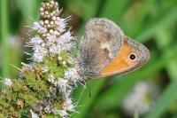 Coenonympha pamphilus