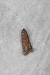 Ephestia