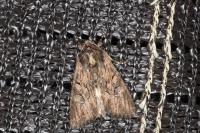 Luperina testacea