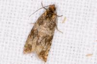 Celypha