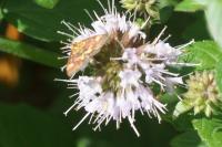 Pyrausta aurata