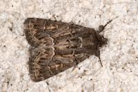 Thalpophila matura