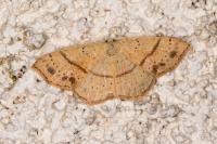Cyclophora punctaria