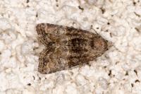 Mesoligia furuncula