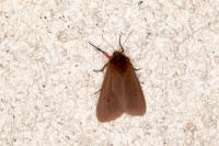 Phragmatobia fuliginosa