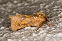 Triodia sylvina