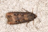 Agrotis ipsilon