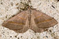 Scotopteryx luridata/mucronata