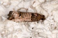 Notocelia incarnatana