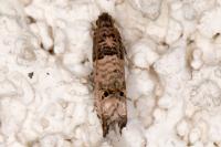 Notocelia incarnatana