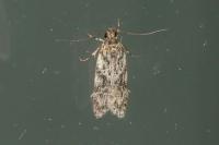 Gelechia muscosella