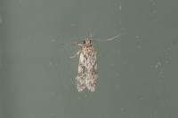 Gelechia muscosella