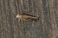 Aroga velocella