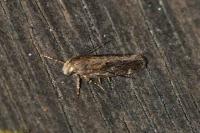 Aroga velocella