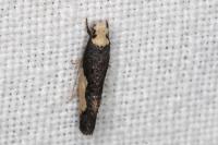 Monopis monachella