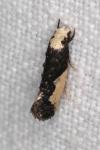 Monopis monachella