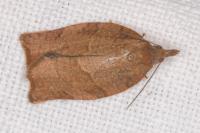 Pandemis heparana