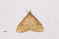 Ostrinia nubilalis