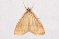 Ostrinia nubilalis