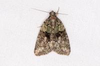 Cryphia algae