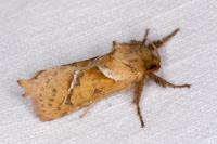 Triodia sylvina