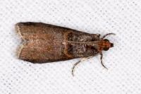 Acrobasis advenella