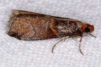 Acrobasis advenella