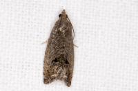 Cydia splendana