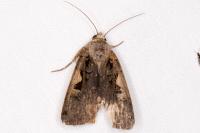 Xestia c-nigrum
