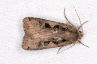 Xestia c-nigrum
