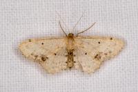 Idaea dimidiata