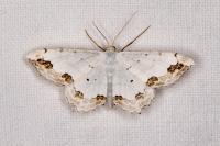 Scopula ornata