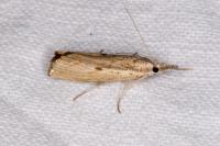 Agriphila geniculea