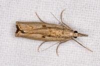Agriphila geniculea
