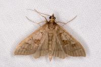 Mecyna asinalis